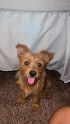 Lost Female Dog last seen Delano park, Decatur, AL 35601