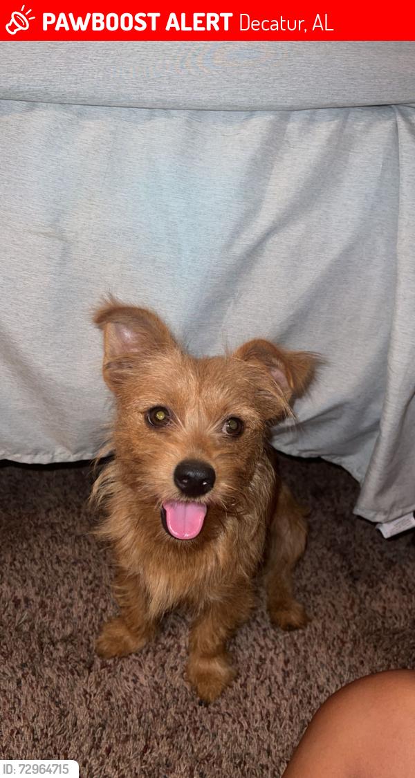 Lost Female Dog last seen Delano park, Decatur, AL 35601