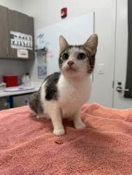 Shelter Stray Female Cat last seen NE 42nd Ter & N Colorado Ave, 64117, 64117, MO, Kansas City, MO 64132
