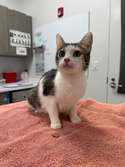 Shelter Stray Female Cat last seen NE 42nd Ter & N Colorado Ave, 64117, 64117, MO, Kansas City, MO 64132