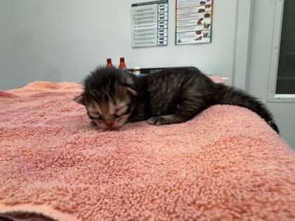 Shelter Stray Male Cat last seen NE 42nd Ter & N Colorado Ave, 64117, 64117, MO, Kansas City, MO 64132