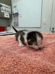 Shelter Stray Female Cat last seen NE 42nd Ter & N Colorado Ave, 64117, 64117, MO, Kansas City, MO 64132
