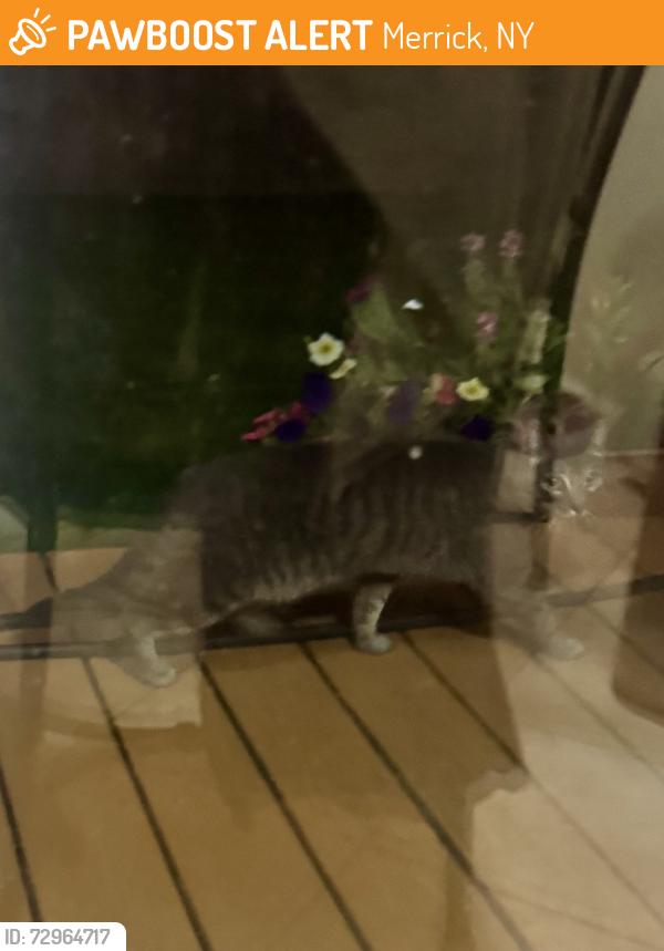 Found/Stray Unknown Cat last seen Lindenmere drive and brook park drive, Merrick, NY 11566