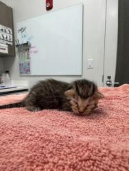 Shelter Stray Male Cat last seen NE 42nd Ter & N Colorado Ave, 64117, 64117, MO, Kansas City, MO 64132