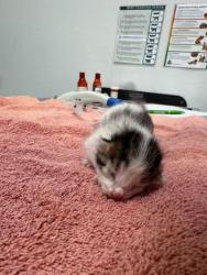Shelter Stray Female Cat last seen NE 42nd Ter & N Colorado Ave, 64117, 64117, MO, Kansas City, MO 64132