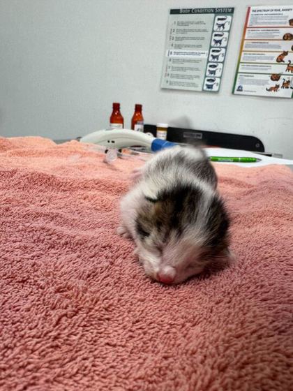Shelter Stray Female Cat last seen NE 42nd Ter & N Colorado Ave, 64117, 64117, MO, Kansas City, MO 64132