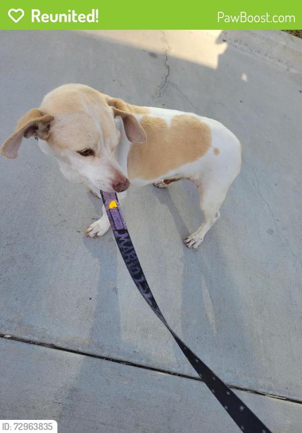 Reunited Male Dog last seen Fanita Santee , Santee, CA 92071