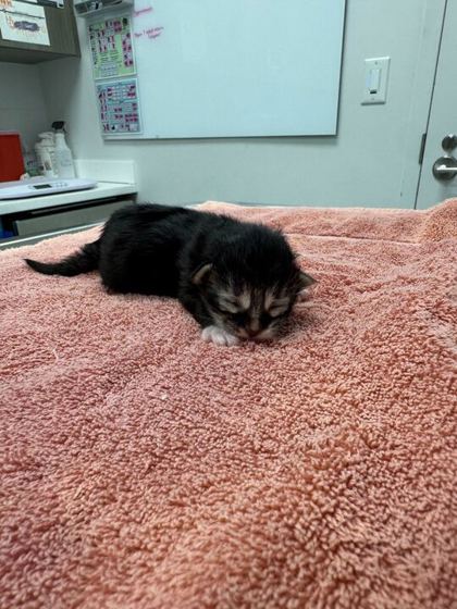 Shelter Stray Male Cat last seen NE 42nd Ter & N Colorado Ave, 64117, 64117, MO, Kansas City, MO 64132