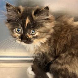Shelter Stray Female Cat last seen Oakland, CA 94605, Oakland, CA 94601
