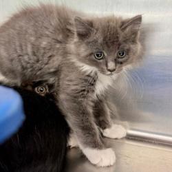 Shelter Stray Female Cat last seen Oakland, CA 94605, Oakland, CA 94601