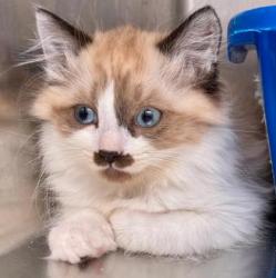 Shelter Stray Male Cat last seen Oakland, CA 94605, Oakland, CA 94601