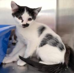 Shelter Stray Female Cat last seen Oakland, CA 94605, Oakland, CA 94601