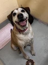Shelter Stray Male Dog last seen Seattle, WA 98108, Seattle, WA 98119