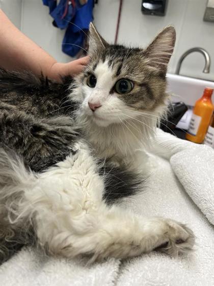 Shelter Stray Female Cat last seen Seattle, WA 98105, Seattle, WA 98119