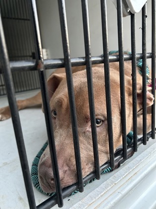 Shelter Stray Male Dog last seen College Park, GA 30337, Atlanta, GA 30336