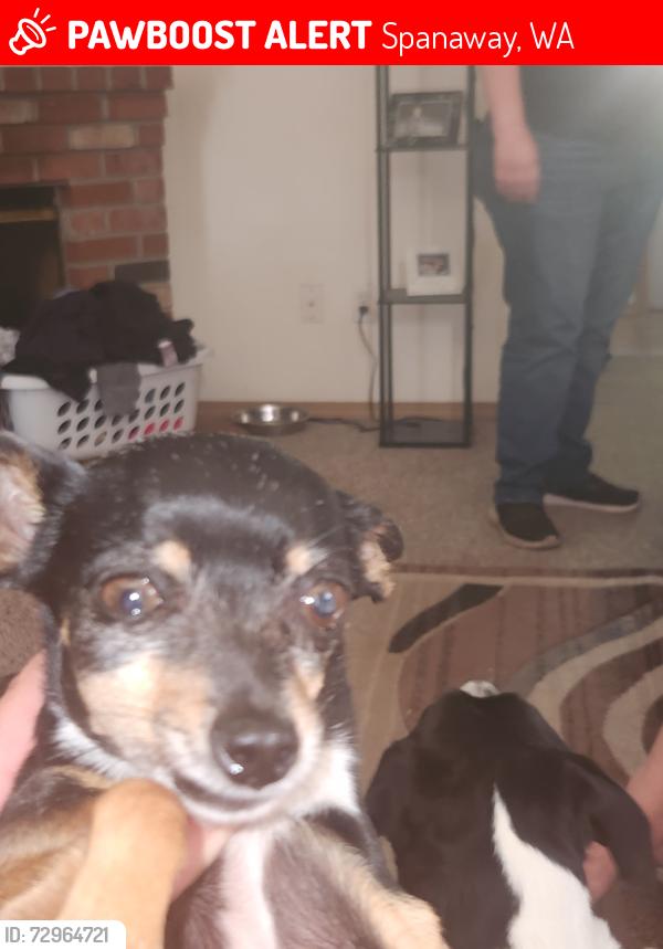 Lost Female Dog last seen 22nd and 152nd , Spanaway, WA 98445