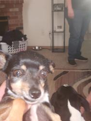 Lost Female Dog last seen 22nd and 152nd , Spanaway, WA 98445
