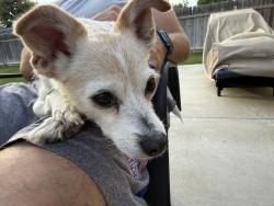 Found/Stray Male Dog last seen Ustick & Santa Ana, Nampa, ID 83687