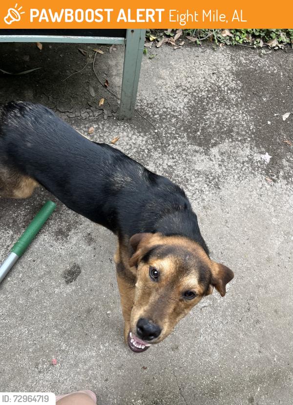 Found/Stray Male Dog last seen Sioux Circle, Eight Mile, AL 36613