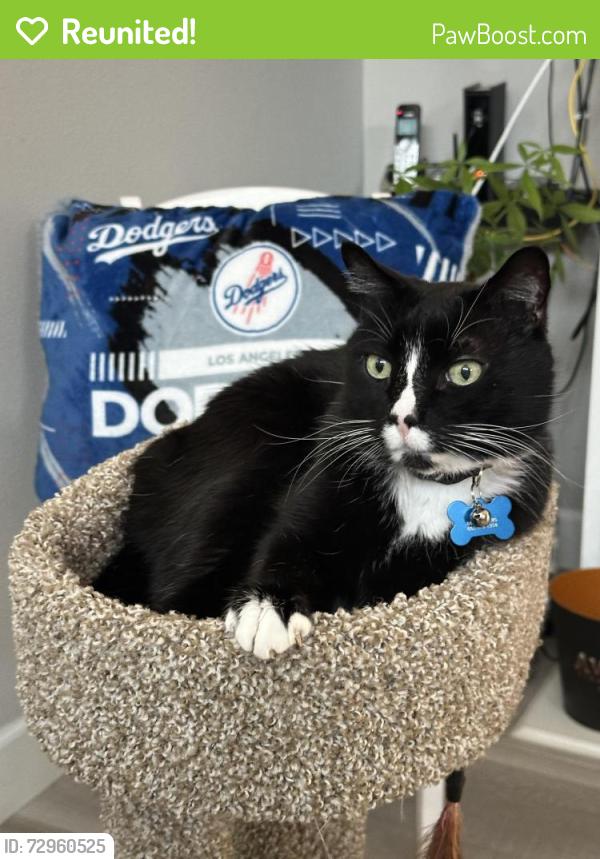 Reunited Male Cat last seen Seville way and orange ln, Santa Clarita, CA 91387