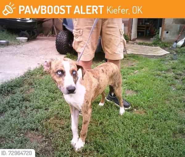Found/Stray Male Dog last seen KIEFER, Kiefer, OK 74041