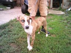 Found/Stray Male Dog last seen KIEFER, Kiefer, OK 74041