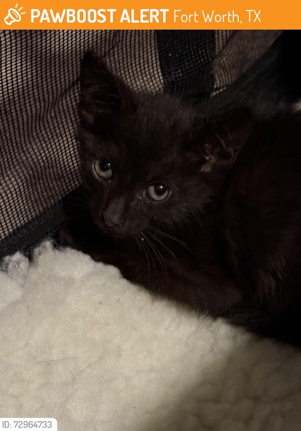 Found/Stray Unknown Cat last seen Cromwell Marine Creek & Rockhaven Dr , Fort Worth, TX 76179