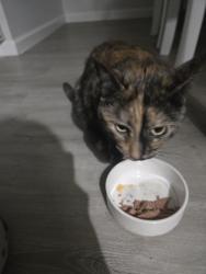 Reunited Female Cat last seen Gates and Stiglemeier, Buffalo, NY 14212