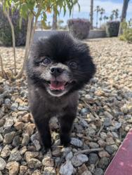 Found/Stray Male Dog last seen Across Durango from Centennial hills hosp , Las Vegas, NV 89149