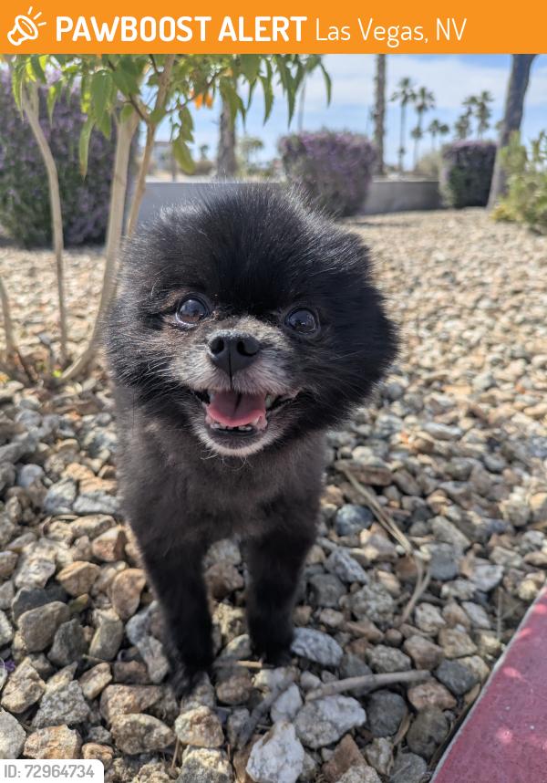 Found/Stray Male Dog last seen Across Durango from Centennial hills hosp , Las Vegas, NV 89149