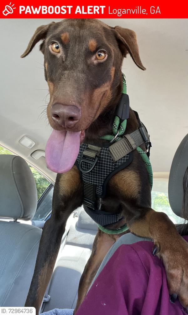Lost Male Dog last seen Watson Mill Dr 3242, Loganville, GA 30052