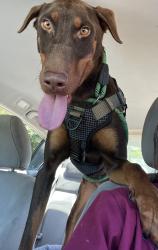 Lost Male Dog last seen Watson Mill Dr 3242, Loganville, GA 30052