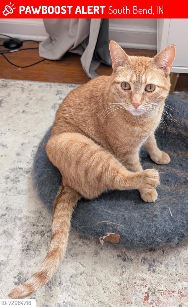 Lost Male Cat last seen Rockne and Bader, South Bend, IN 46617