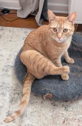 Lost Male Cat last seen Rockne and Bader, South Bend, IN 46617