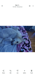 Lost Male Dog last seen Candelaria in between San Mateo and San Pedro by Peter Piper pizza  , Albuquerque, NM 87110