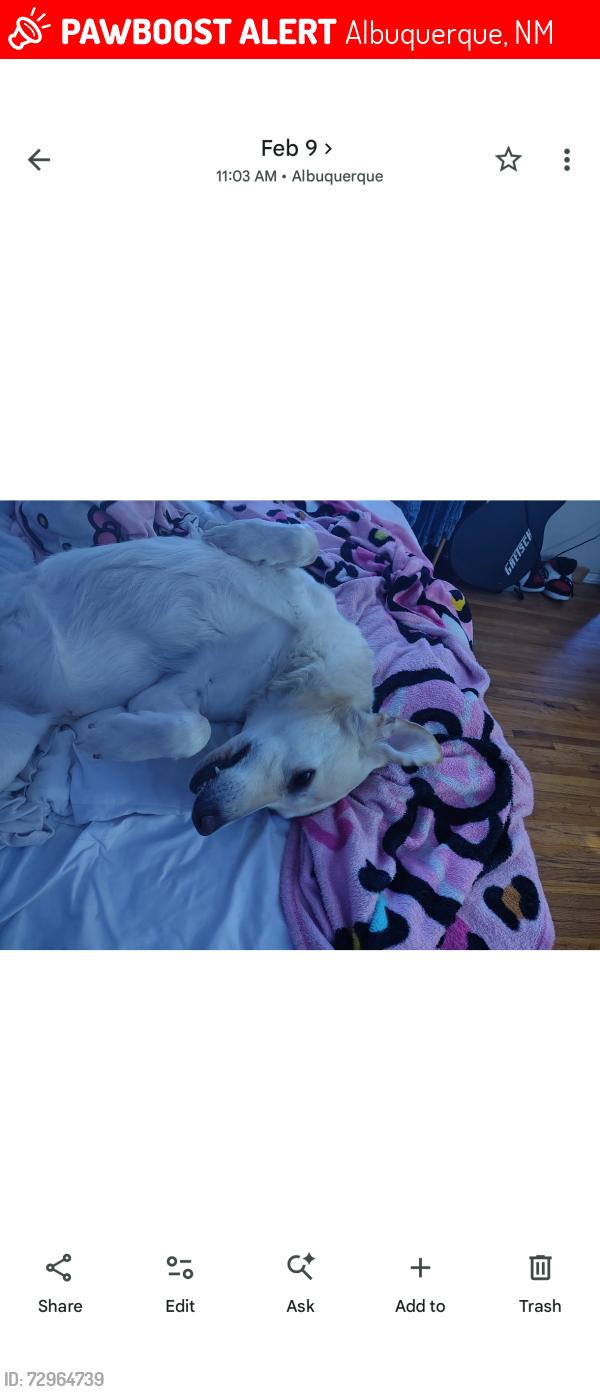 Lost Male Dog last seen Candelaria in between San Mateo and San Pedro by Peter piper pizza  505- 588-8985, Albuquerque, NM 87110