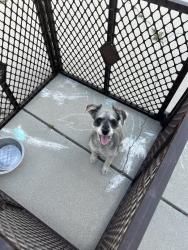 Found/Stray Female Dog last seen Beringer, San Jacinto, CA 92583