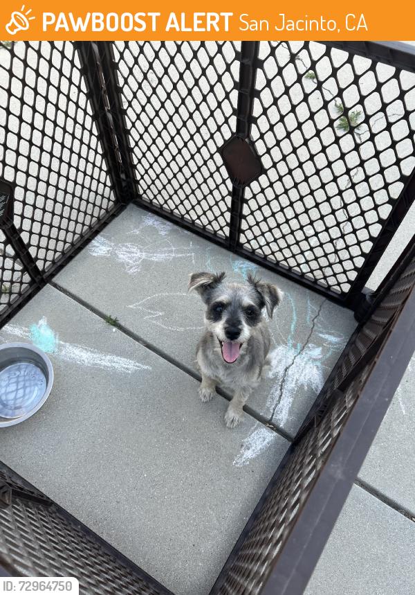 Found/Stray Female Dog last seen Beringer, San Jacinto, CA 92583