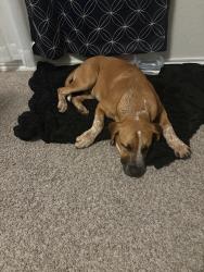 Found/Stray Male Dog last seen Admirals bend, Converse, TX 78109