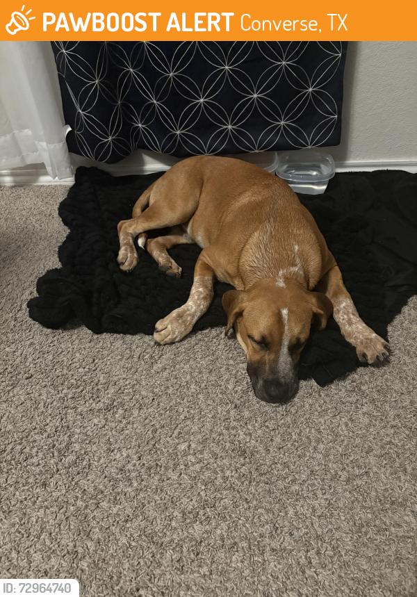 Found/Stray Male Dog last seen Admirals bend, Converse, TX 78109