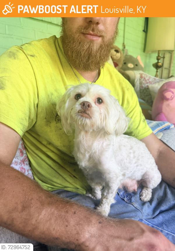 Found/Stray Female Dog last seen Glaser Lane, Louisville, KY 40291