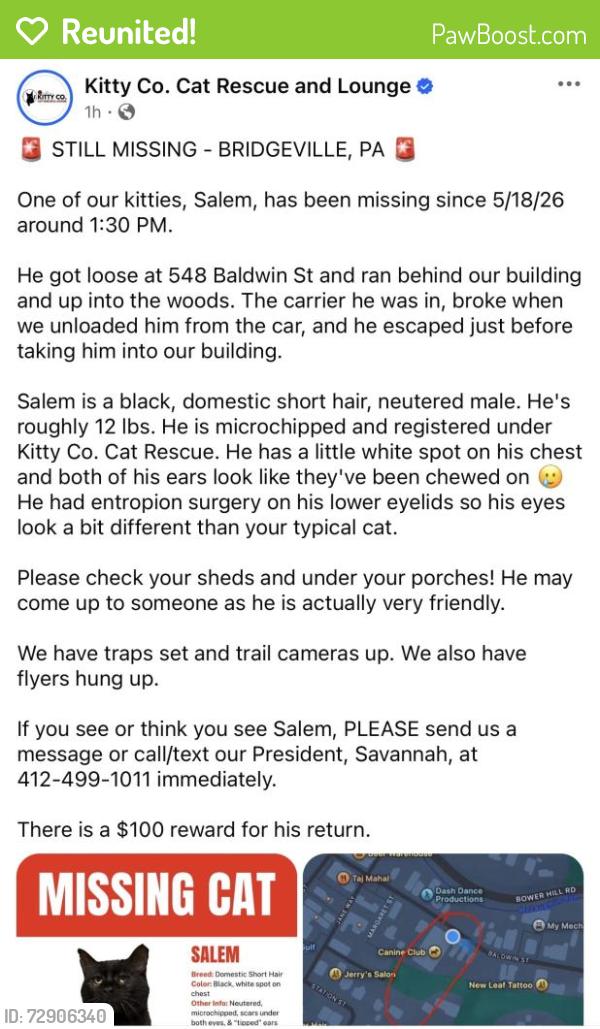 Reunited Male Cat last seen Baldwin St, Bridgeville, PA 15017