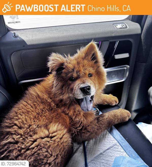 Found/Stray Male Dog last seen Cactus and Flower Chino Hills, Chino Hills, CA 91709