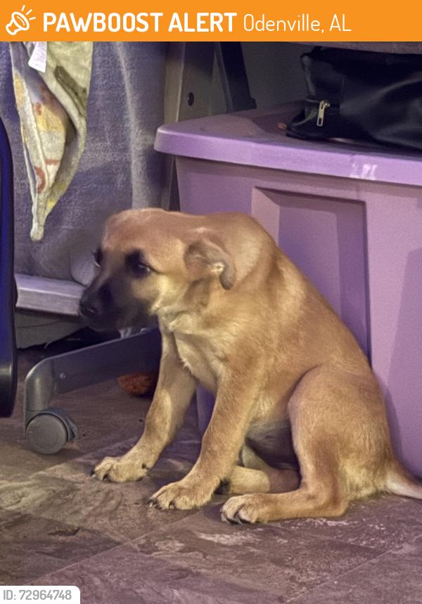 Found/Stray Female Dog last seen Near sumner street, Odenville, AL 35120