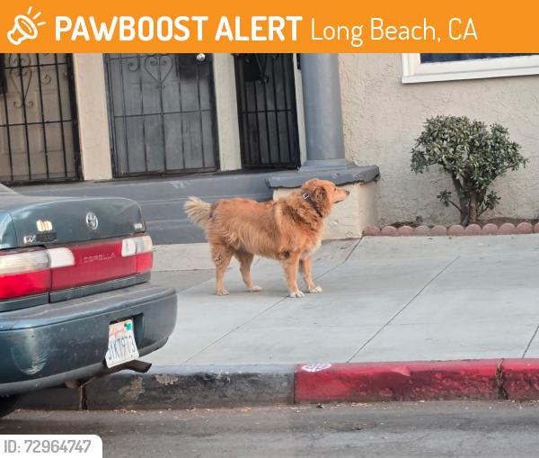 Found/Stray Unknown Dog last seen 5th street and Olive, Long Beach, CA 90804