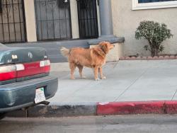 Found/Stray Unknown Dog last seen 5th street and Olive, Long Beach, CA 90804