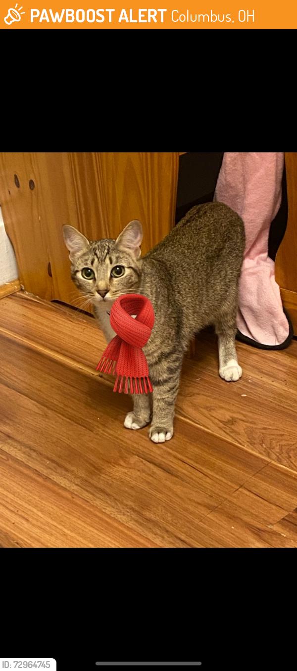 Found/Stray Unknown Cat last seen E14th Ave and N 4th Ave, Columbus, OH 43201