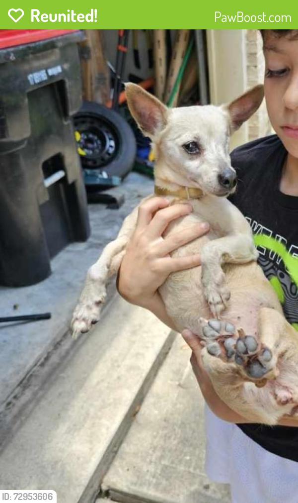 Reunited Female Dog last seen Stone gate gated community off Longenbaugh, Houston, TX 77433