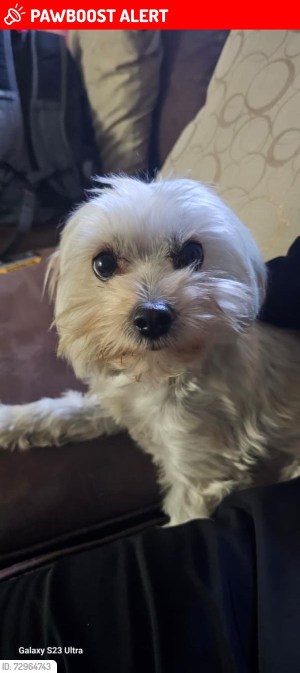 Lost Female Dog last seen Park colony drive , Gwinnett County, GA 30093