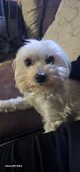 Lost Female Dog last seen Park colony drive , Gwinnett County, GA 30093